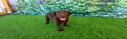 Labrador Retriever dogs for sale: Heidi - Ad 1