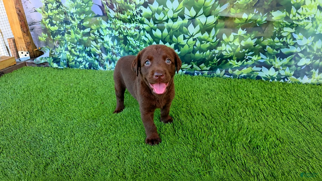 Labrador Retriever dogs for sale: Heidi - Ad 1