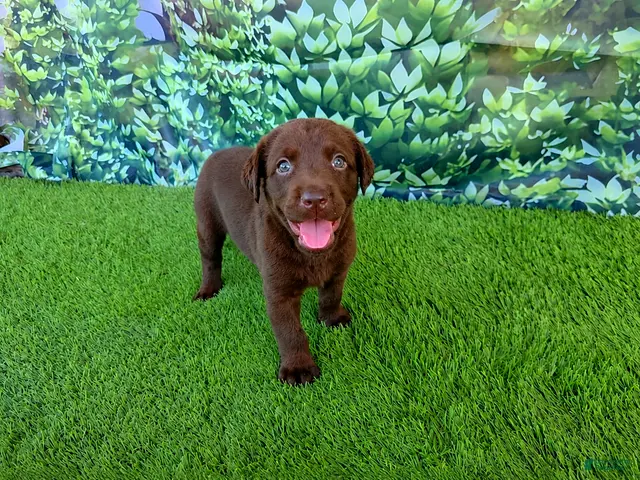 Labrador Retriever dogs for sale: Heidi - Ad 20