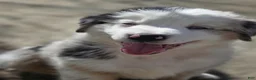 Australian Shepherd dogs for sale: Australian Shepherd Puppy 10 - Ad 17