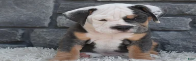 Buster