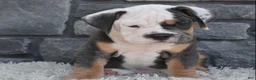 Beabull dogs for sale: Buster - Ad 1