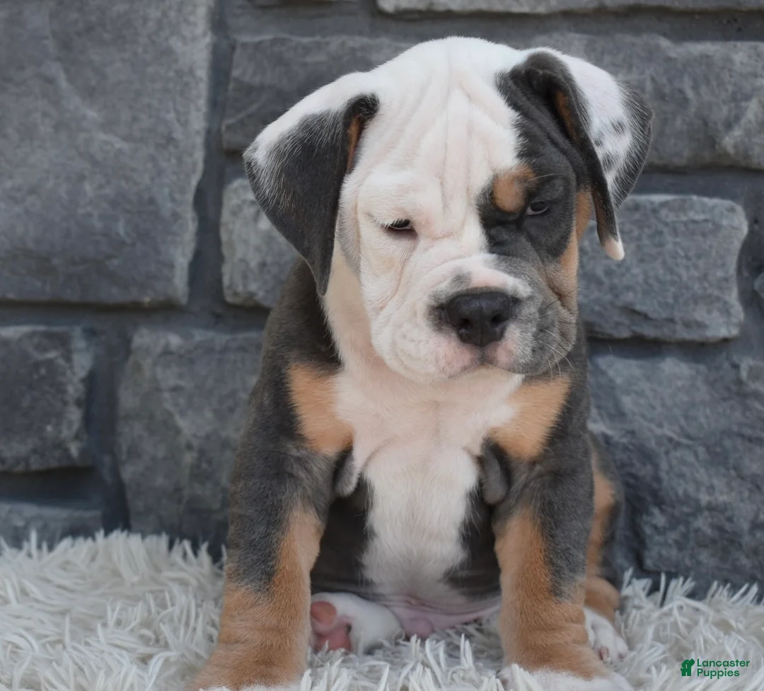 Beabull dogs for sale: Buster - Ad 1