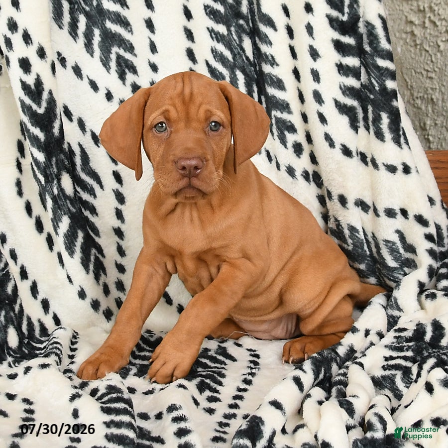 Vizsla dogs for sale: Cisco - Ad 1