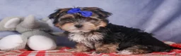 Morkie dogs for sale: Newton - Ad 26