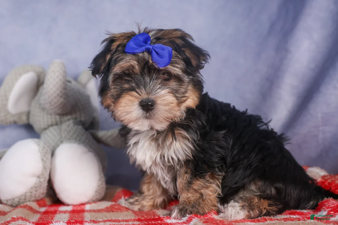 Morkie dogs for sale: Newton - Ad 26