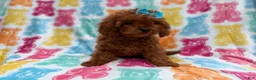 Cavapoo dogs for sale: Dora - Ad 7