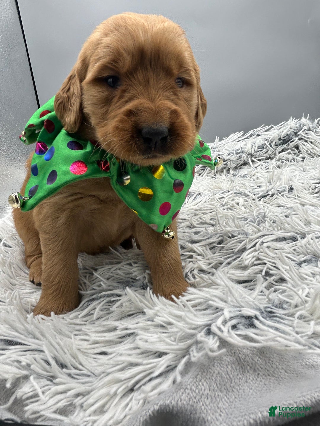 Golden Retriever dogs for sale: Golden Retriever Puppy - Stella - Ad 14