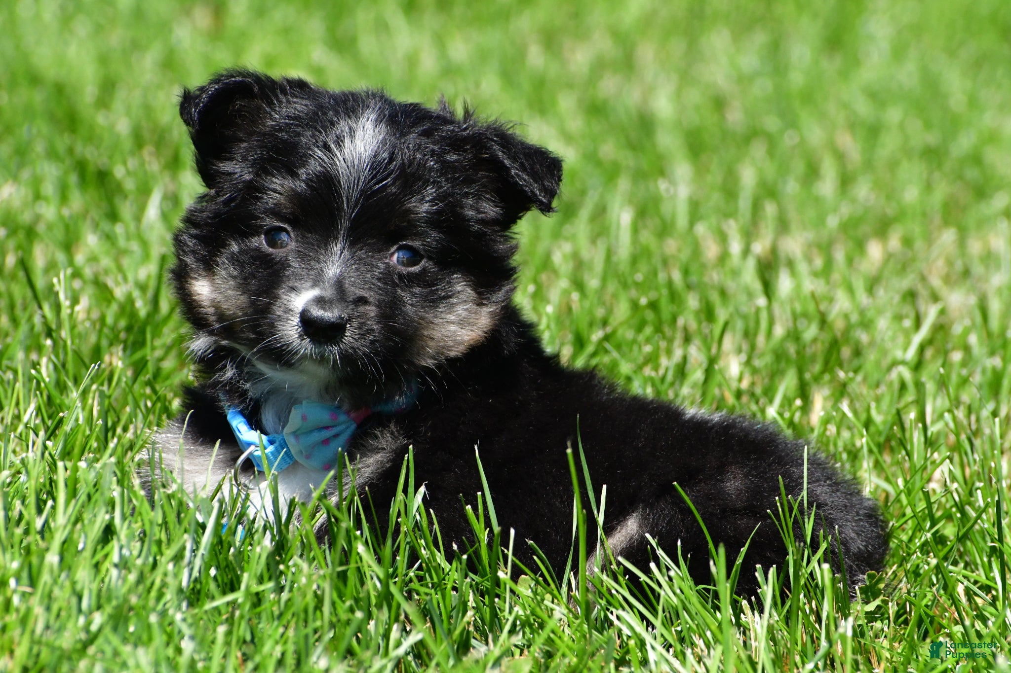 Miniature Australian Shepherd dogs for sale: Bingo - Ad 4