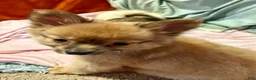 Mixed Breed dogs for sale: Honeybear - Ad 11