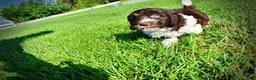 Havapoo dogs for sale: Bandit - Ad 22