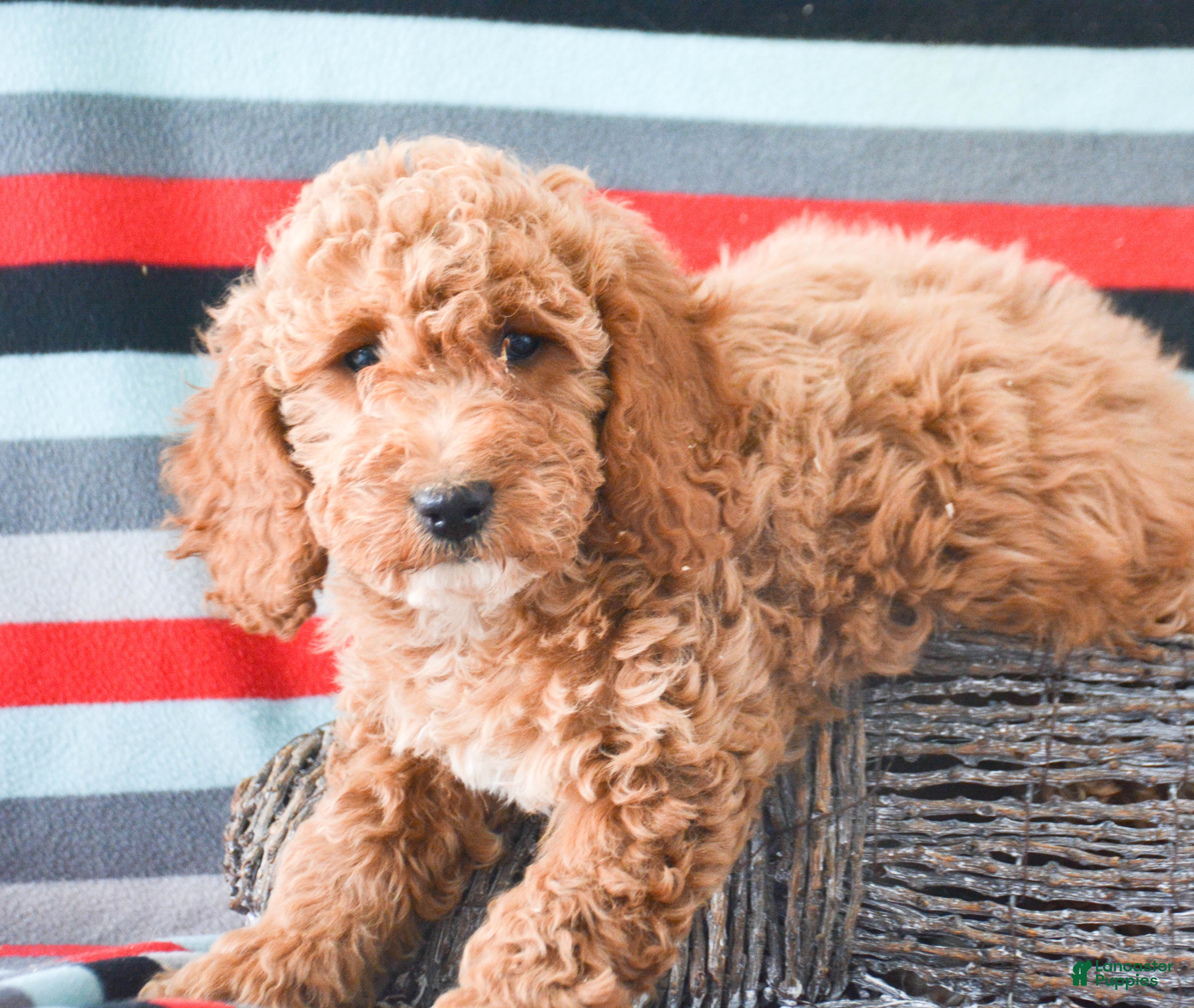 Goldendoodle dogs Mini Goldendoodle Puppy 5 Eva - Ad 42