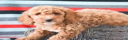 Goldendoodle dogs for sale: Mini Goldendoodle Puppy 5 Eva - Ad 3