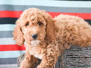 Goldendoodle dogs Mini Goldendoodle Puppy 5 Eva - Ad 42