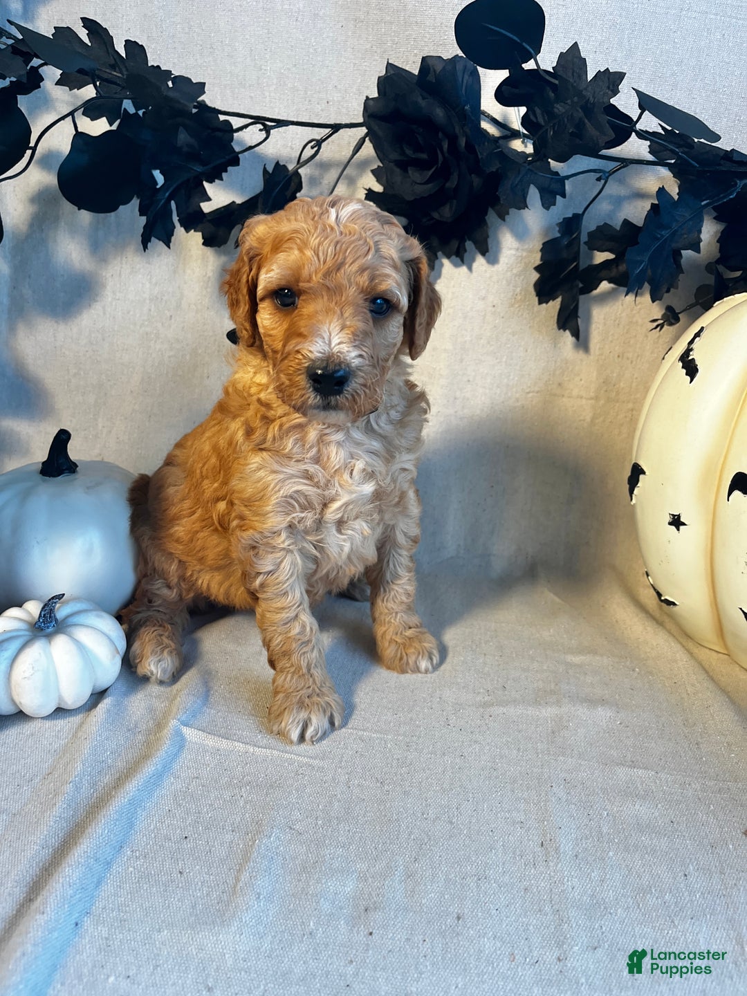 Goldendoodle dogs for sale: Black Collar-Toby - Ad 3