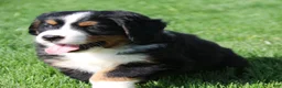 Bernese Mountain Dog dogs for sale: Zoe - Ad 4