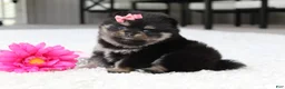 Pomeranian dogs for sale: Tessa - Ad 1