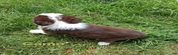 Australian Shepherd dogs for sale: Camo - Ad 5