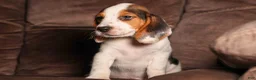 Beagle dogs for sale:  Dallas 🐾 - Ad 3