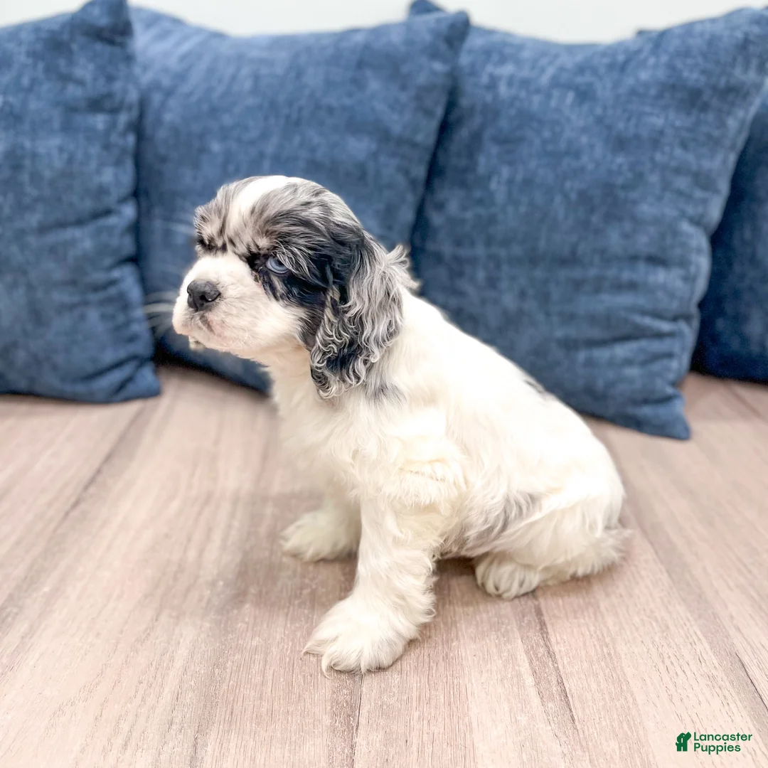 Cocker Spaniel dogs for sale: Cash - Ad 4