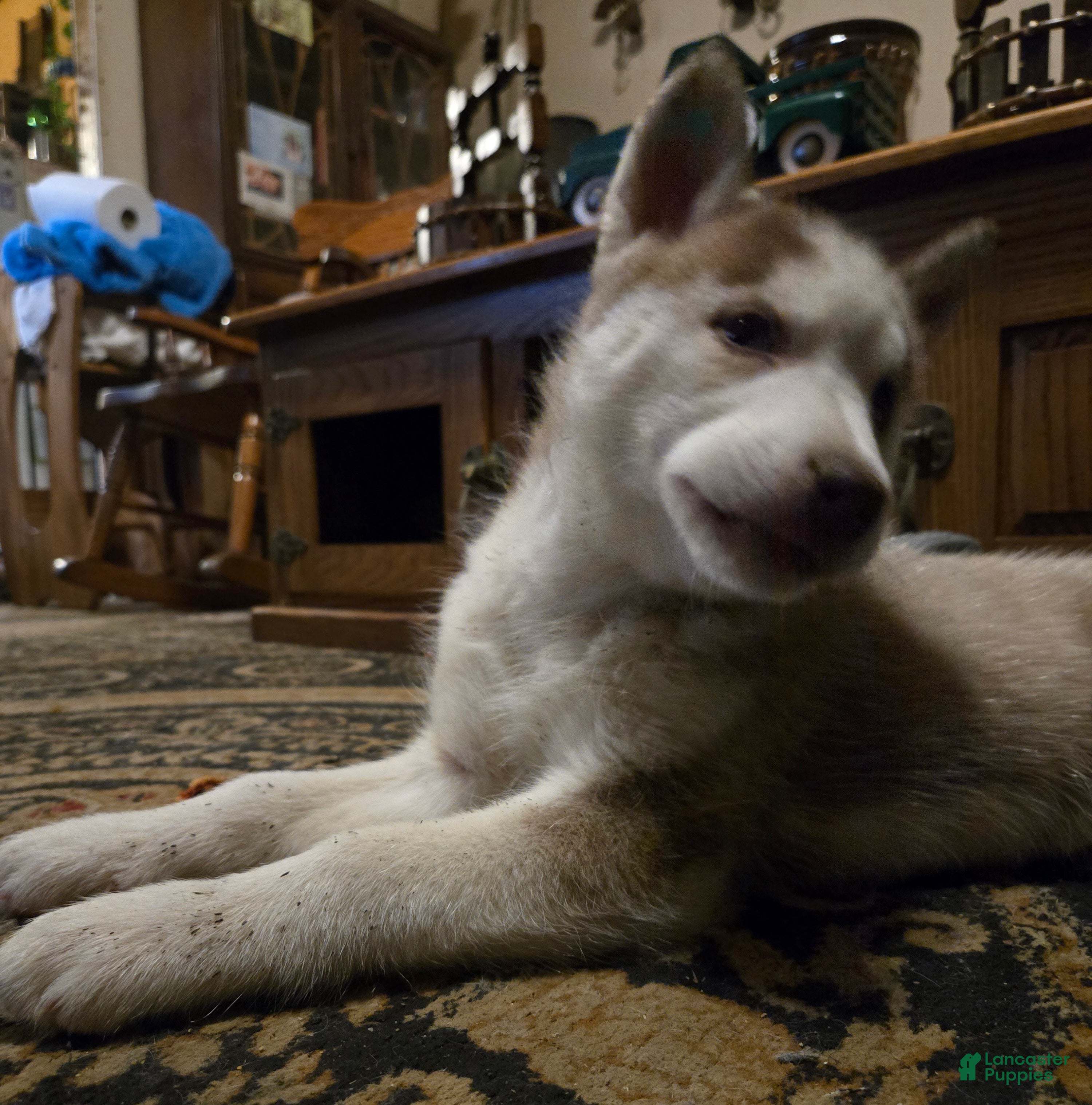 Siberian Husky dogs Felicia - Ad 12