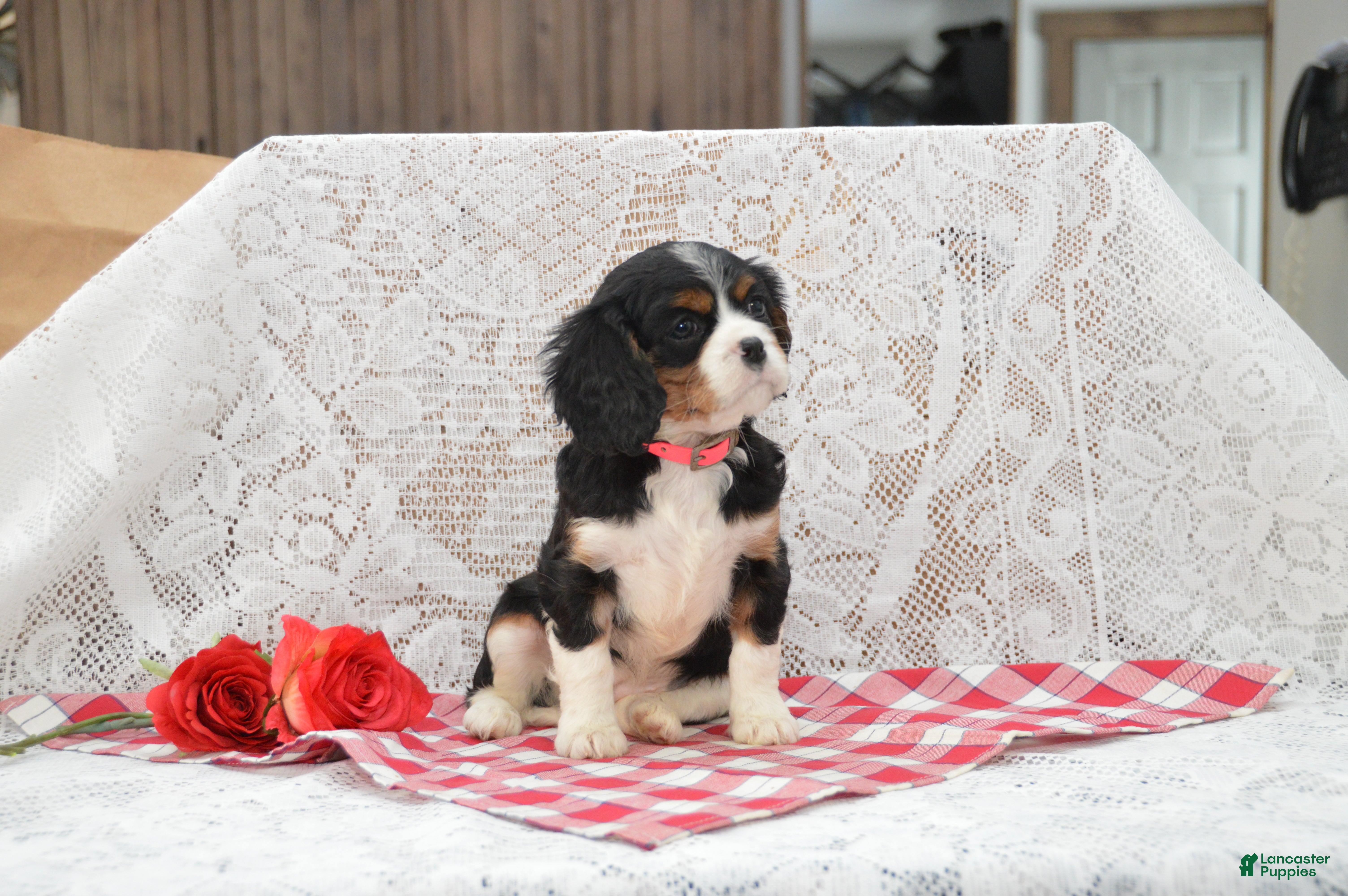 Cavalier King Charles Spaniel dogs Dorie - Ad 2