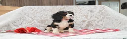 Cavalier King Charles Spaniel dogs for sale: Dorie - Ad 2