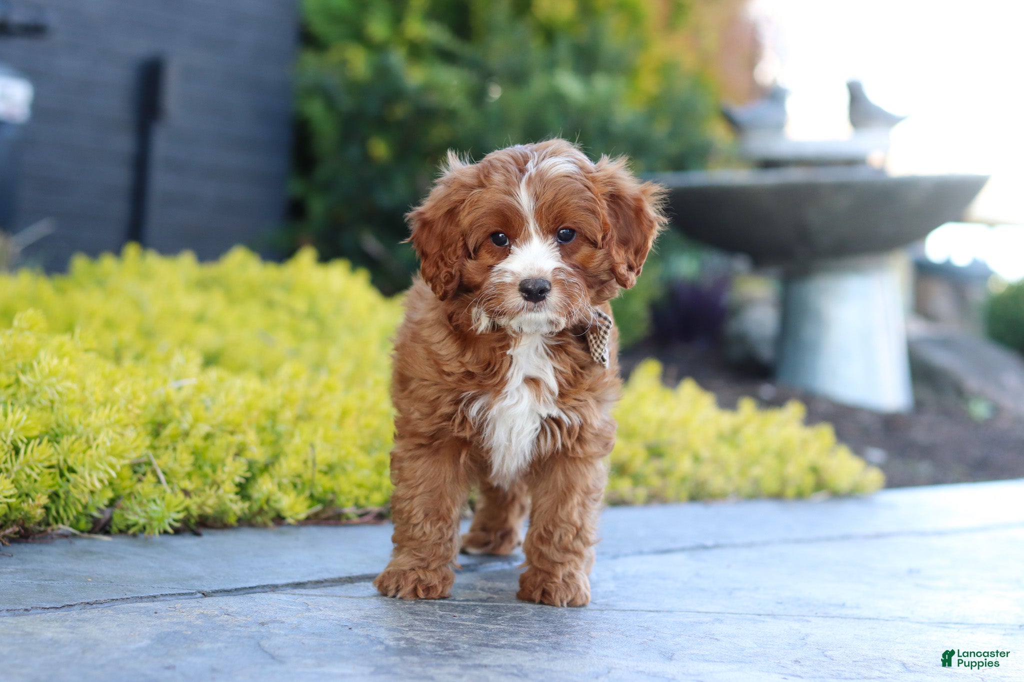 Cavapoo dogs Kobe - Ad 1