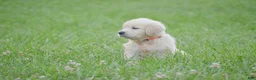 Golden Retriever dogs for sale: FULL AKC Miss Bailey is READY NOW! - Ad 2