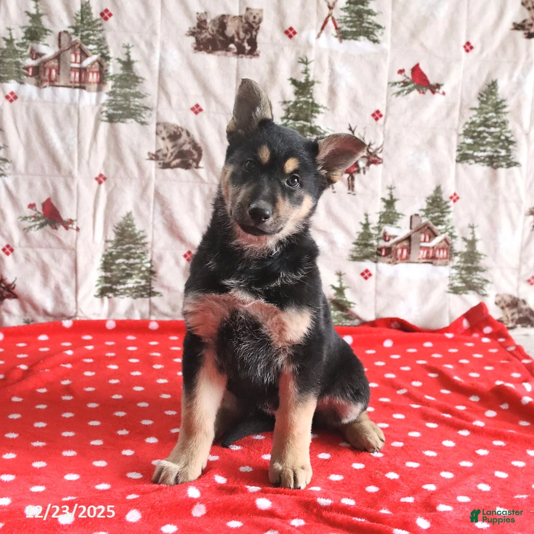 German Shepherd dogs for sale: Callie - Ad 2