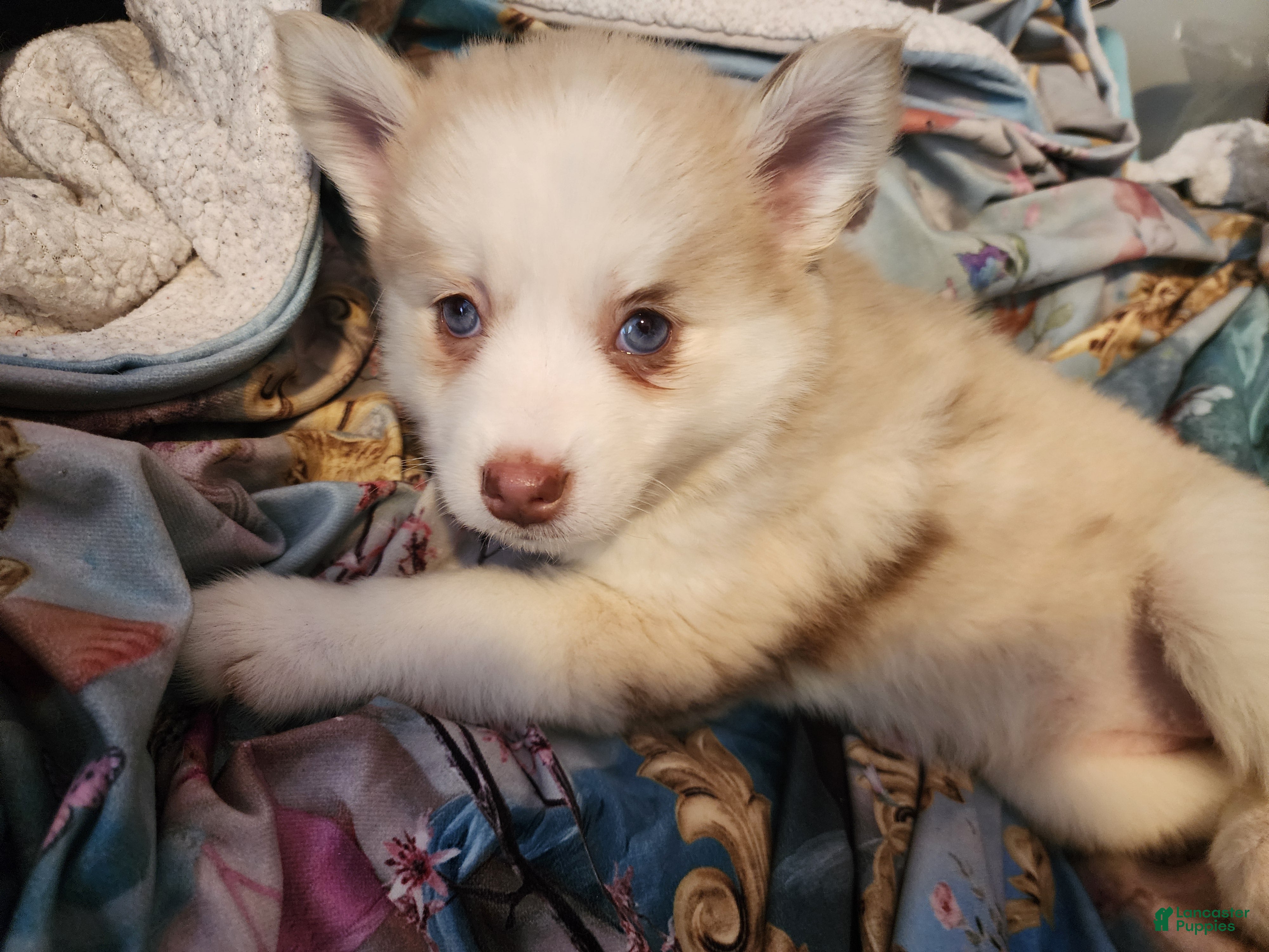 Pomsky dogs Princess Peach - Ad 4