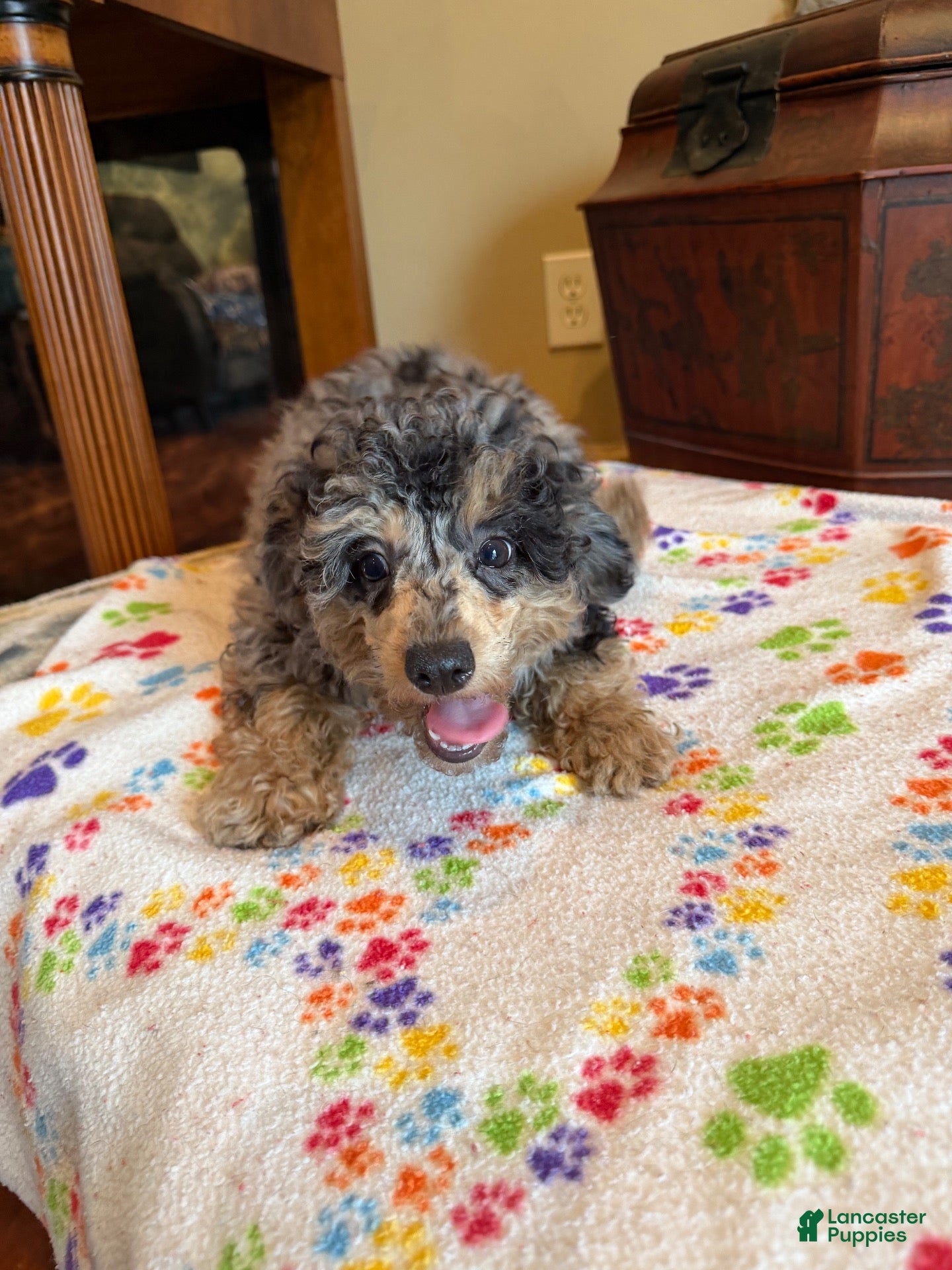 Miniature Poodle dogs Fabio - Ad 2