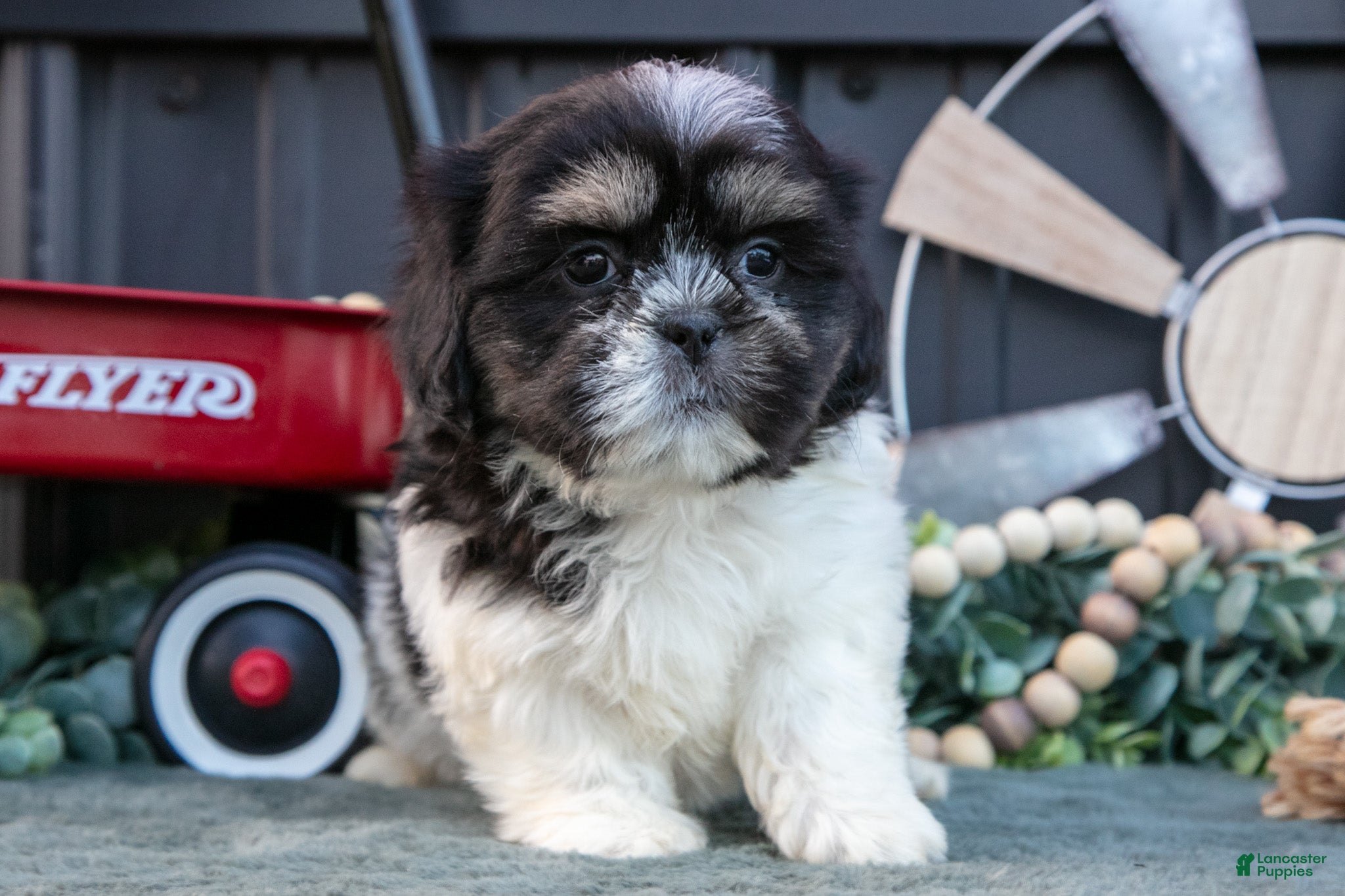 Shih Tzu dogs Mister - Ad 2