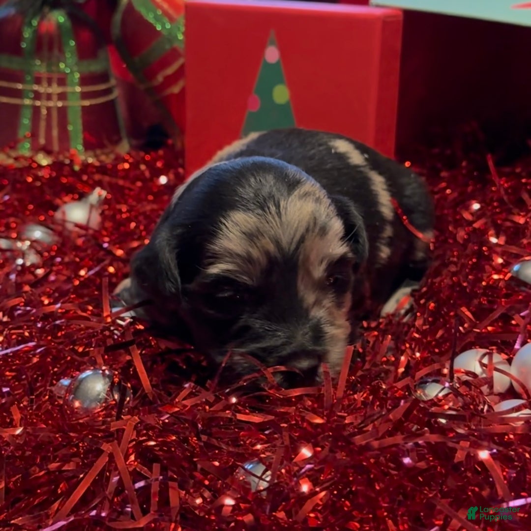 Mini Goldendoodle dogs for sale: Nancy - Ad 4