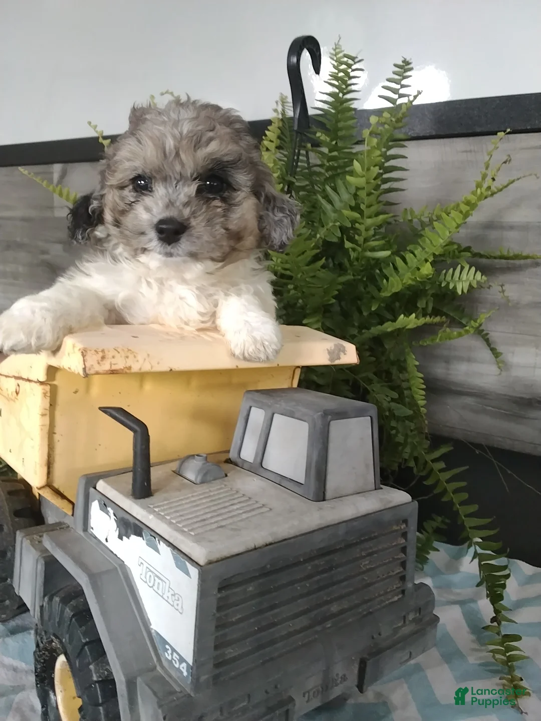 Cockapoo dogs for sale: Grimm - Ad 1