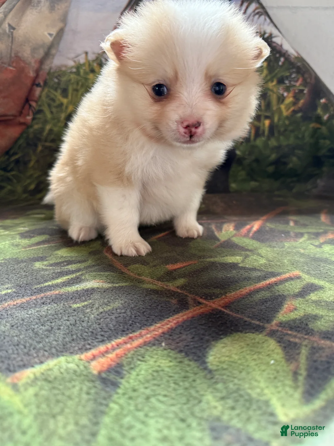 Pomeranian dogs for sale: Ryan - Ad 4