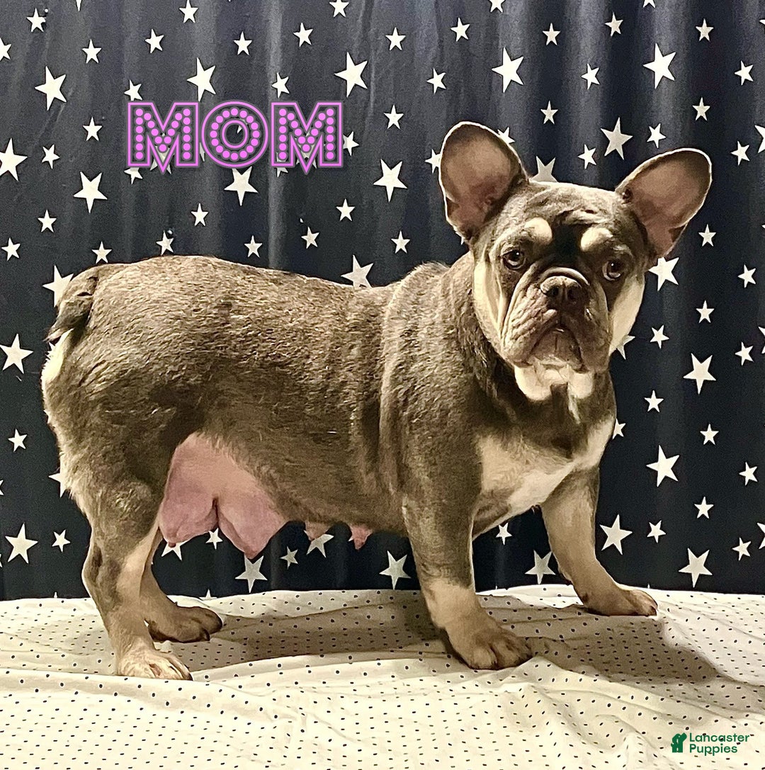 French Bulldog dogs for sale: Snowflake - Ad 7