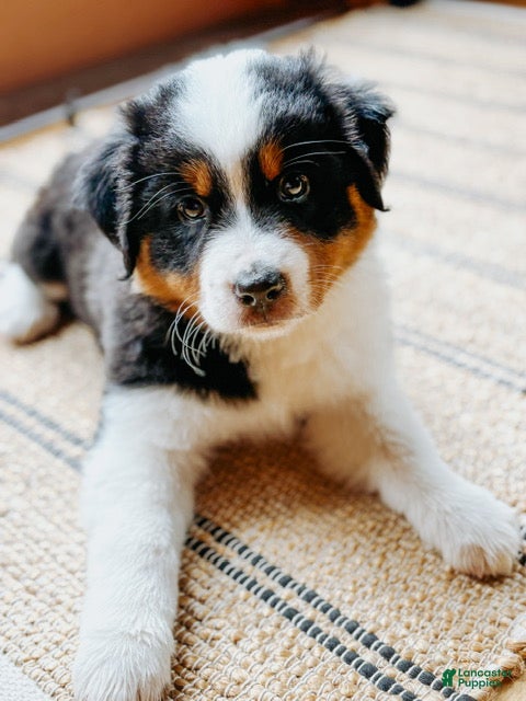Australian Shepherd dogs for sale: Indy - Ad 1