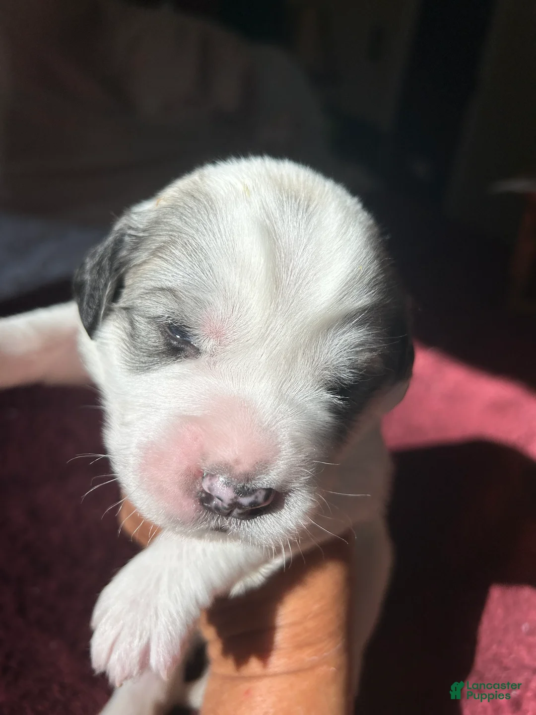 Great Pyrenees dogs for sale: Snoopy - Ad 1