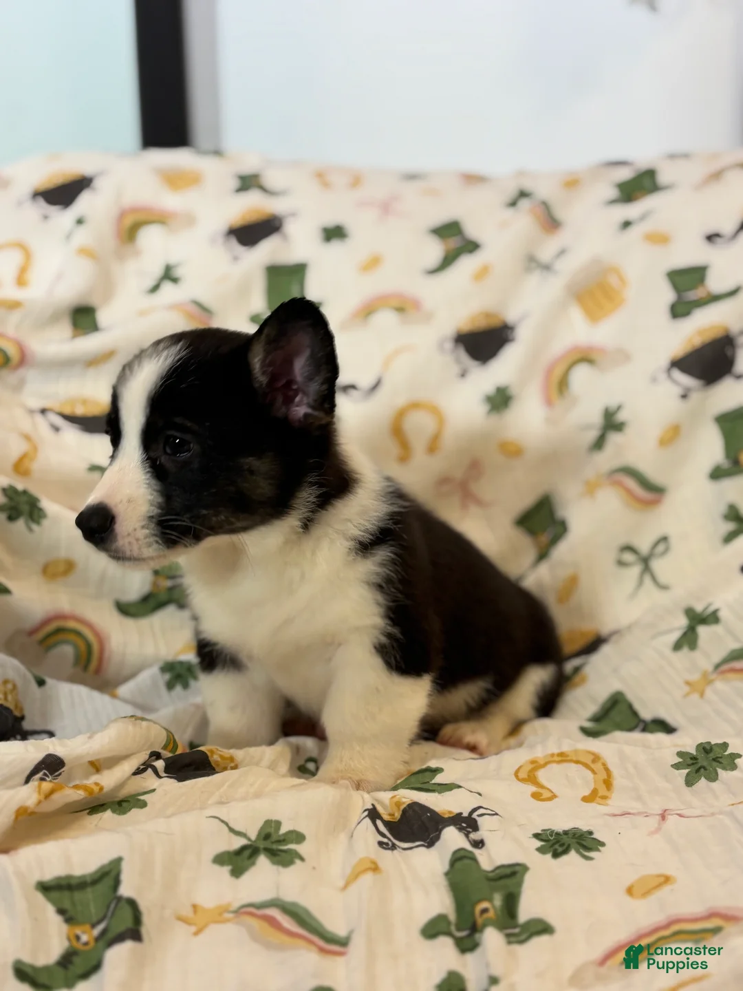 Mixed Breed dogs for sale: Rocky - Ad 2