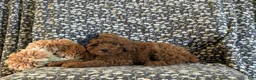 Miniature Poodle dogs for sale: Sybil - Ad 4