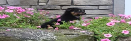 Australian Shepherd dogs for sale: Posie  - Ad 9