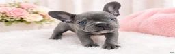 French Bulldog dogs for sale: Marshmallow  - Ad 1