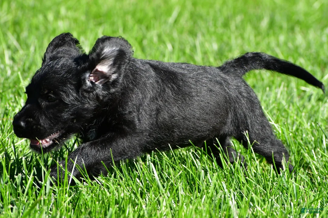 Labradoodle dogs for sale: Leo - Ad 12