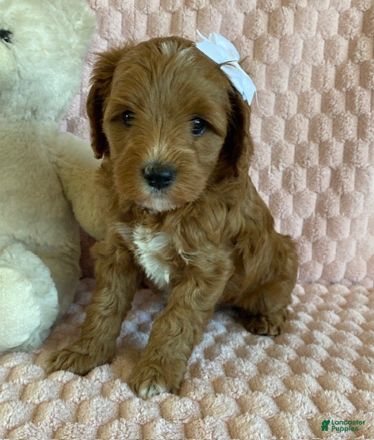 Cavapoo dogs for sale: Taffy - Ad 1