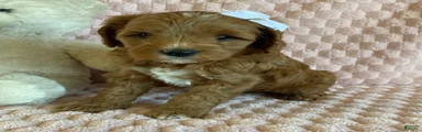 Taffy