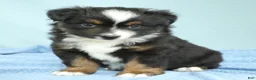 Miniature Australian Shepherd dogs for sale: Cedar 🌳 - Ad 3