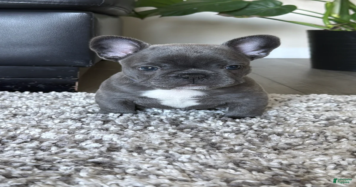 Reef French Bulldog for sale in Franklin Lakes | Lancaster Puppies