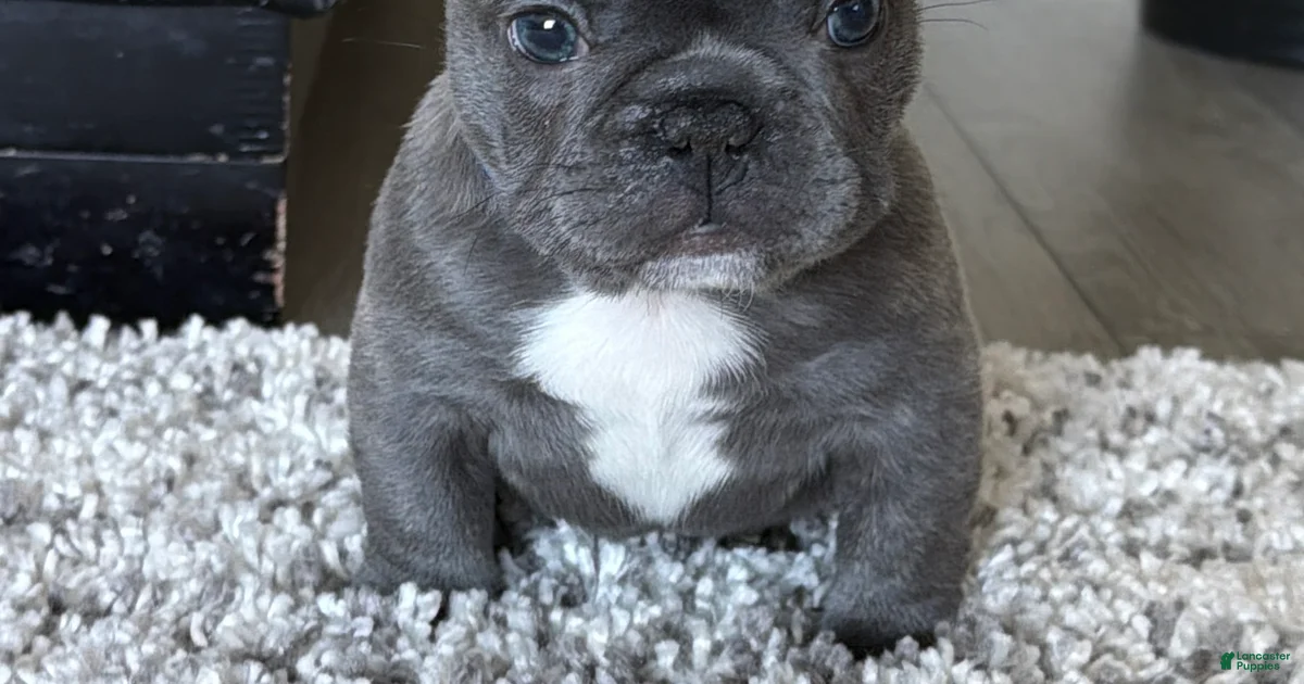 Reef French Bulldog for sale in Franklin Lakes | Lancaster Puppies