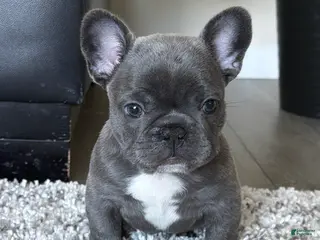 French Bulldog dogs for sale: Reef - Ad 1